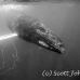 whale_humpback_h_00195_dom3594bw.jpg